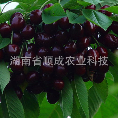 南方、進(jìn)口黑櫻桃